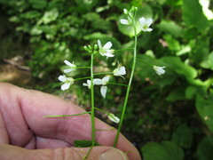 Cardamine rotundifolia