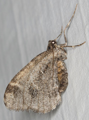 Stamnodes albiapicata