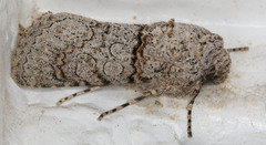 Sympistis perscripta