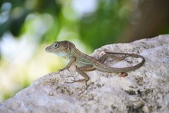 Large-Headed Anole photo 4