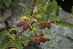Lonicera hispida