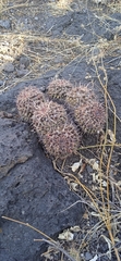 Mammillaria karwinskiana karwinskiana