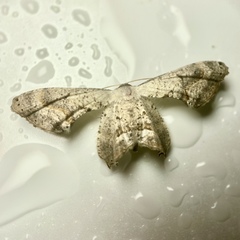 Phazaca leucocephala