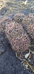 Mammillaria karwinskiana karwinskiana