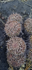 Mammillaria karwinskiana karwinskiana