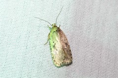 Agonopterix canadensis