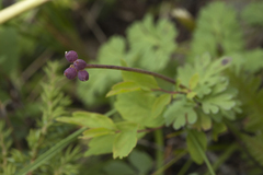 Callianthemum sajanense