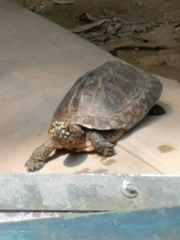 Geoclemys hamiltonii