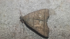 Herminia annulata