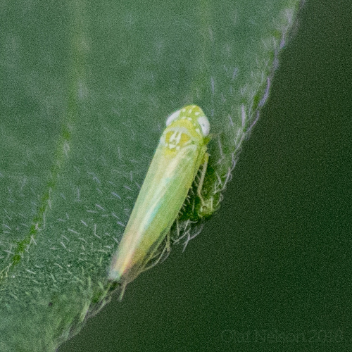 Potato Leafhopper photo 6