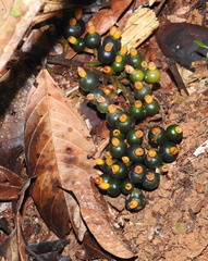 Renealmia floribunda