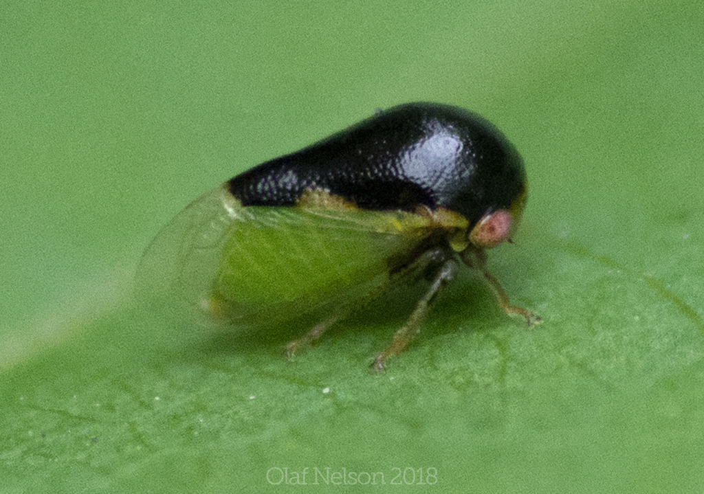 Honeylocust Treehopper