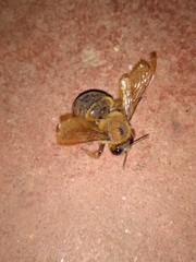 Xylocopa tranquebarica