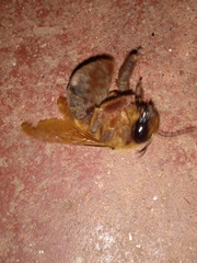 Xylocopa tranquebarica