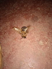 Xylocopa tranquebarica