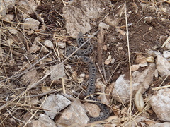 Montivipera bornmuelleri