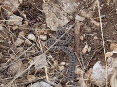 Montivipera bornmuelleri