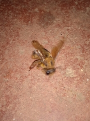 Xylocopa tranquebarica