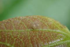 Odontoptilum angulata
