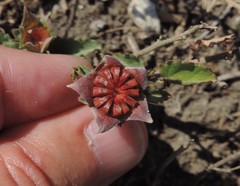 Malvastrum aurantiacum