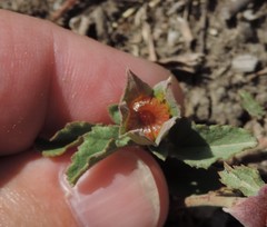 Malvastrum aurantiacum