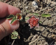 Malvastrum aurantiacum