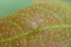 Odontoptilum angulata