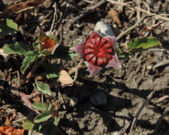 Malvastrum aurantiacum