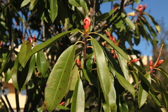 Photinia serrulata