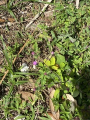 Emilia sonchifolia