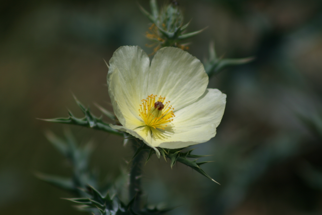 Cardo Santo (Argemone ochroleuca) · Natusfera