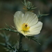 Mexican Poppy - Photo (c) Alfonso Gutiérrez Aldana, some rights reserved (CC BY-NC), uploaded by Alfonso Gutiérrez Aldana