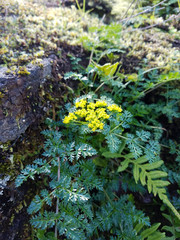 Lomatium hallii