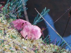 Suillus paluster