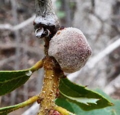 Disholcaspis simulata