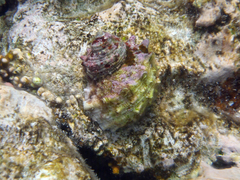 Turbo radiatus