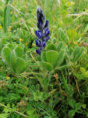 Lupinus micranthus