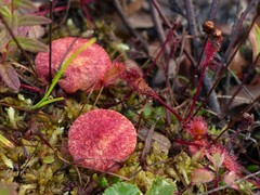 Suillus paluster
