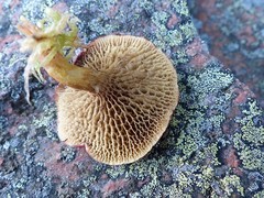 Suillus paluster