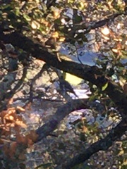 Patagioenas fasciata