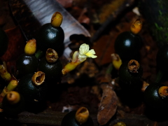 Renealmia floribunda