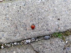 Coccinella septempunctata