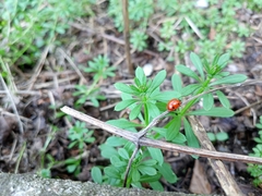 Coccinella septempunctata