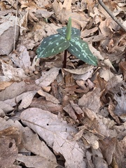 Trillium cuneatum
