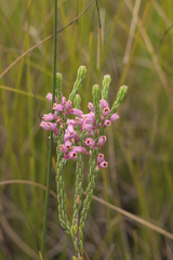 Erica chlamydiflora