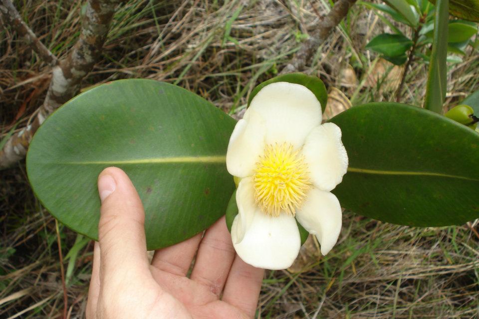 Clusia fragrans