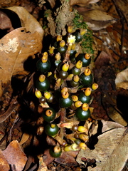 Renealmia floribunda
