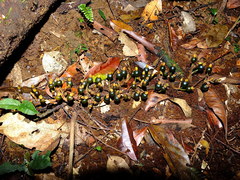 Renealmia floribunda