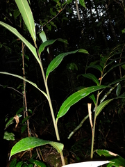 Renealmia floribunda