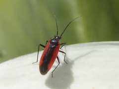 Dionconotus neglectus